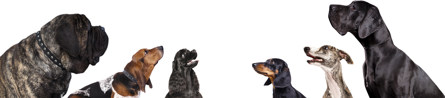 Unica Gemma - L'Alimento Funzionale, Salutistico per il Tuo Cane
